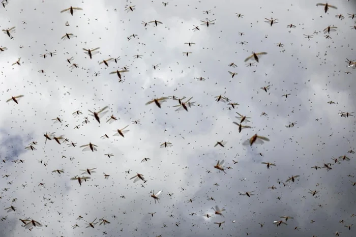 Invasion of photo locusts: EPA-EFE