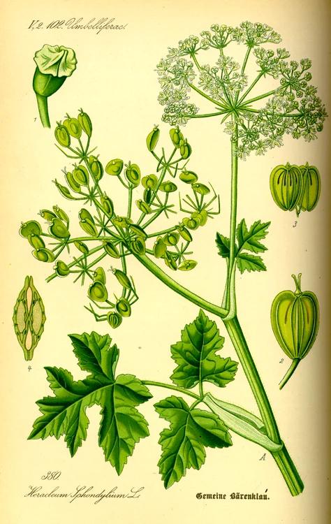 A sketch of the plant Silphium photo wikipedia