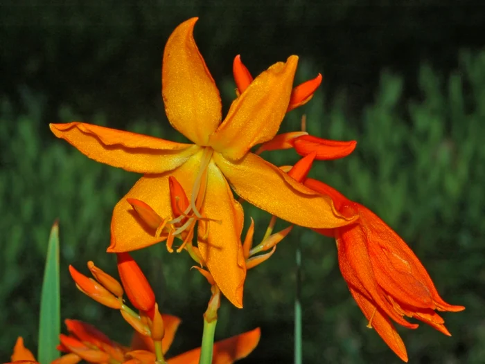 Crocosmia photo wikipedia