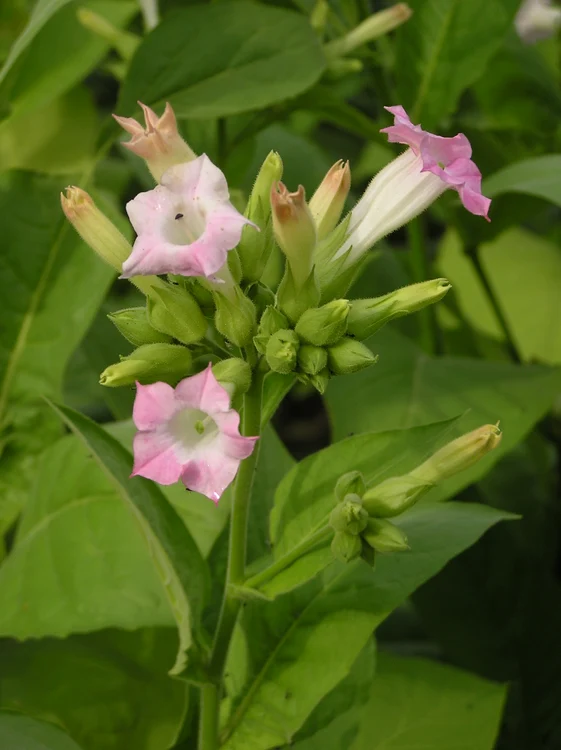 Nicotiana photo wikipedia