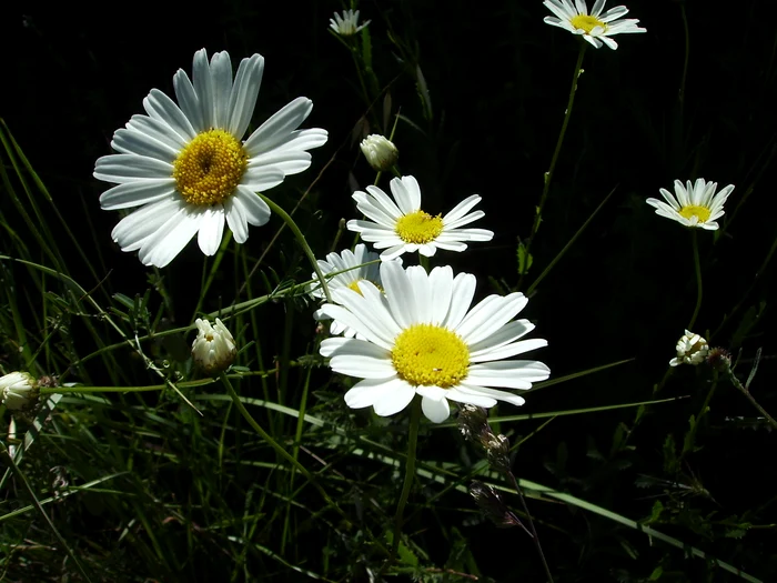 Daisies are at hand photo wikipedia