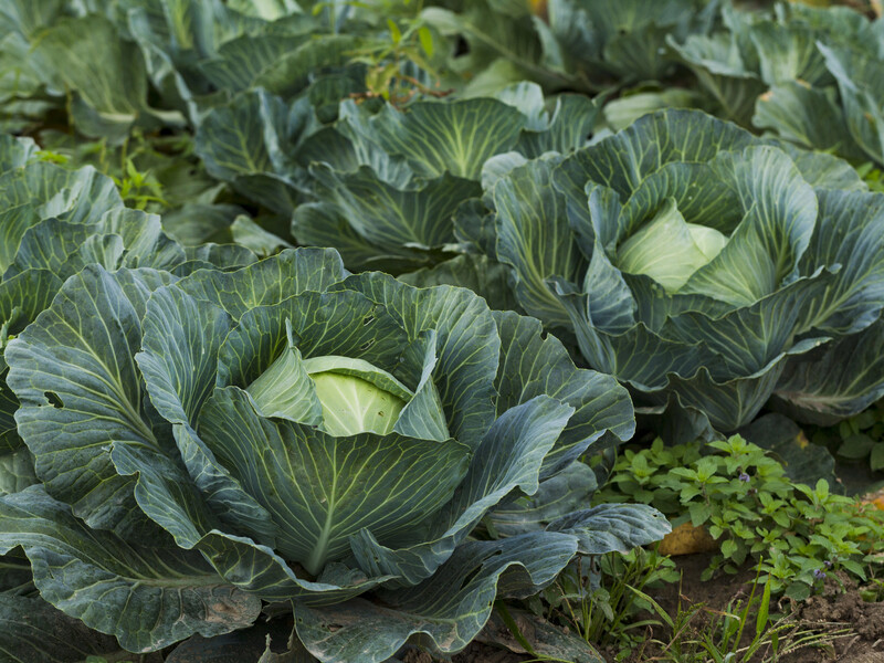 Do this in July so that the cabbage forms tight heads. Working method without a penny of investment