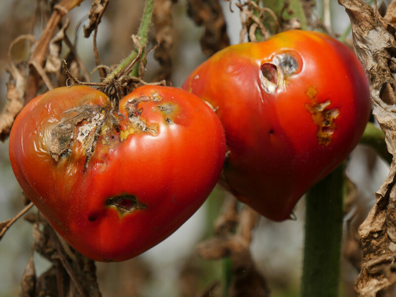 In June, after rains, dissolve this fungicide in the water - and save the already ripened tomatoes from late blight