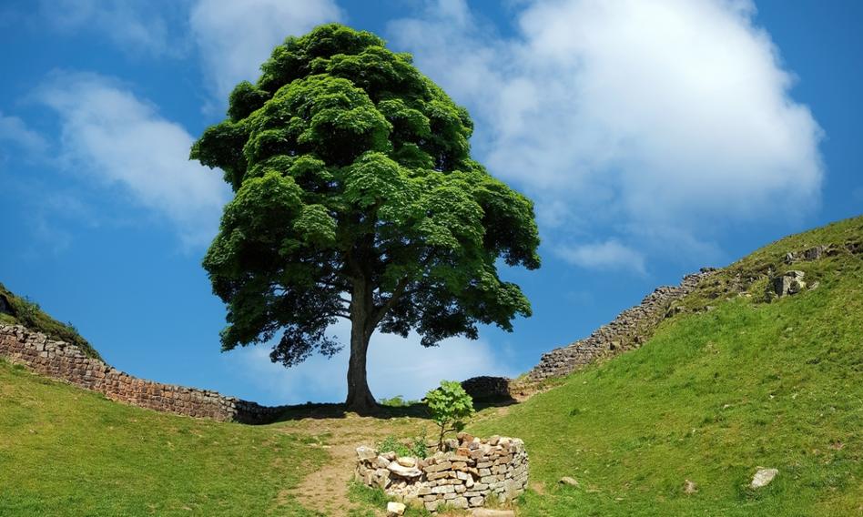 Prison for a stupid freak. They cut the tree from the movie about Robin Hood and they recorded the whole event by phone