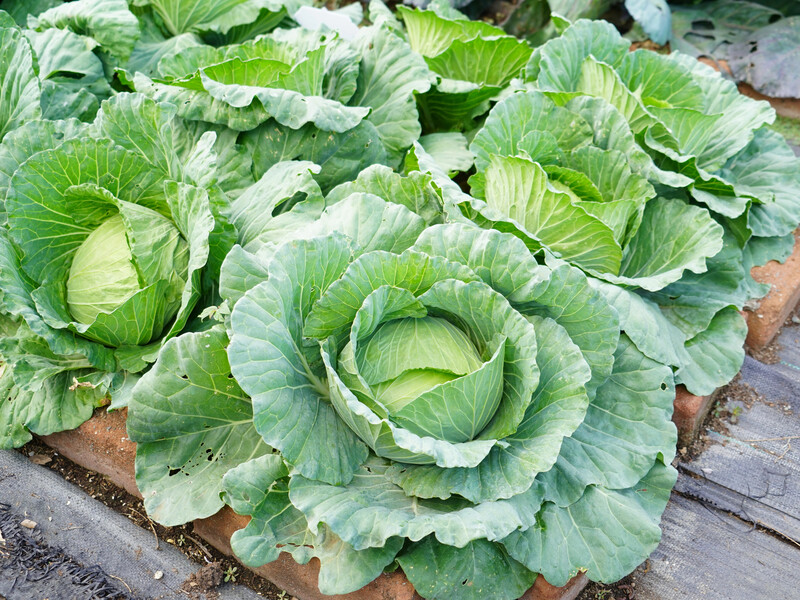 The secret of tight and large heads that will be stored all winter is in this top dressing without any chemistry