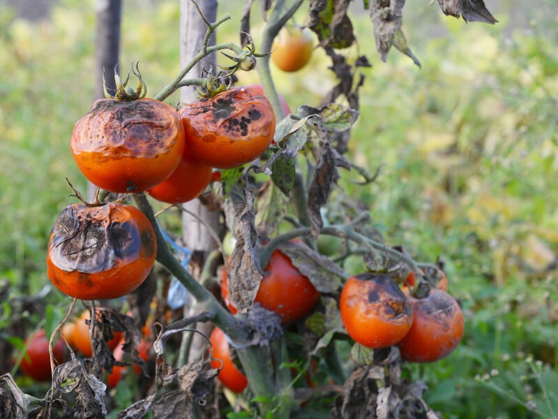 Use these tips - and you will forget about the late blight. A proven way