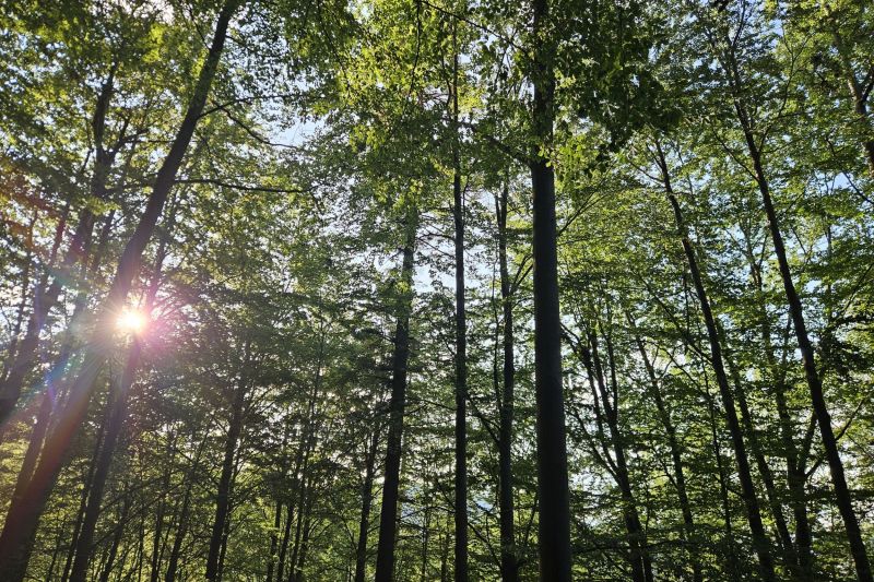 How was AI used to find out what time the forest birds sing