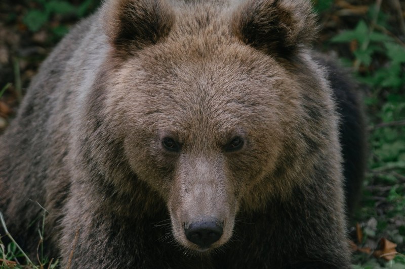 Bear in Covasna county. Photo: Andrei Pungovschi / AFP / Profimedia
