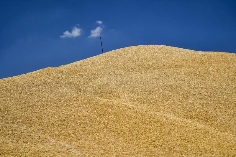 Zaporojie (Ukraine) wheat harvest, in 2020, photo: Ukrinform / Avalon / Profimedia