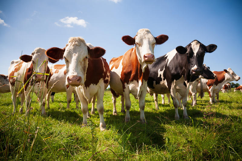 Cows grazed, photo: Dreamstime