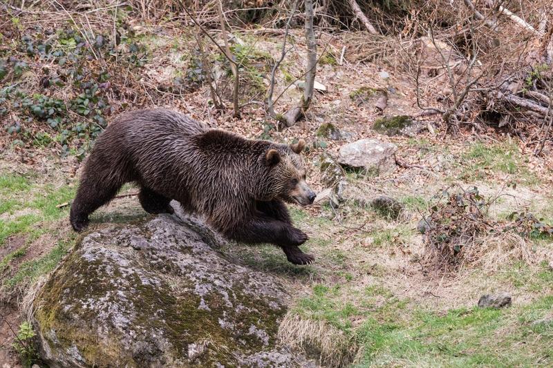 Bear running, photo: Nadezda Mrmakova / Alamy / Alamy / Profimedia