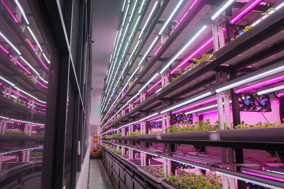 Some urban farms, like the one in Alam Sutera in Indonesia, supply directly restaurants