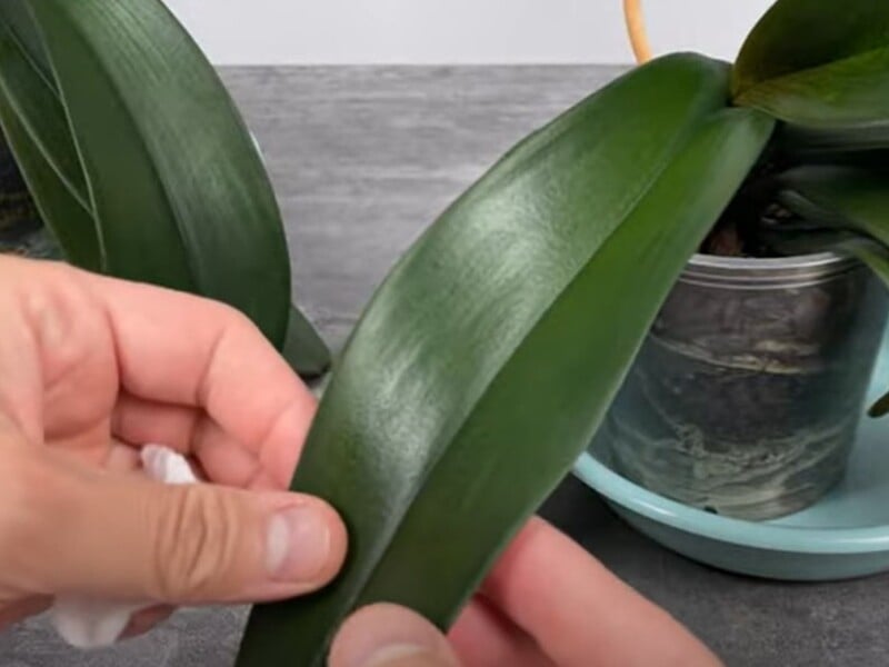 Prepare this infusion - and the orchid will bloom with renewed vigor. Recipe for natural top dressing