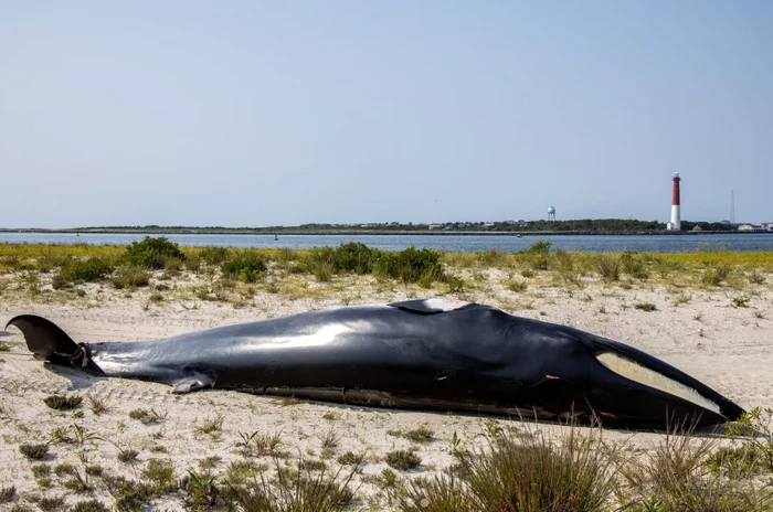 Whale died after a collision with an Instagram photo boat