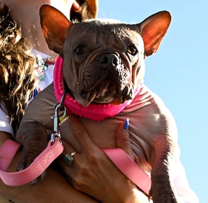 Petunia, a French Bulldog Chicken Without Photo Hair: X 