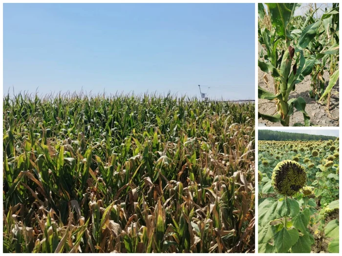 On irrigated surfaces the productions will be good photo: collage/daj dolj
