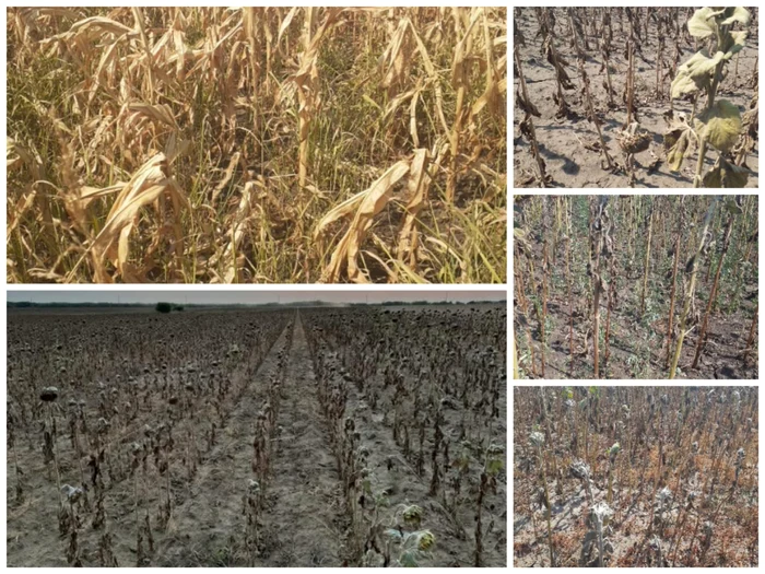 The fields of dozens of localities Doljene are rushed by Photo burn: Collage/Sorin Agapie -Daj Dolj