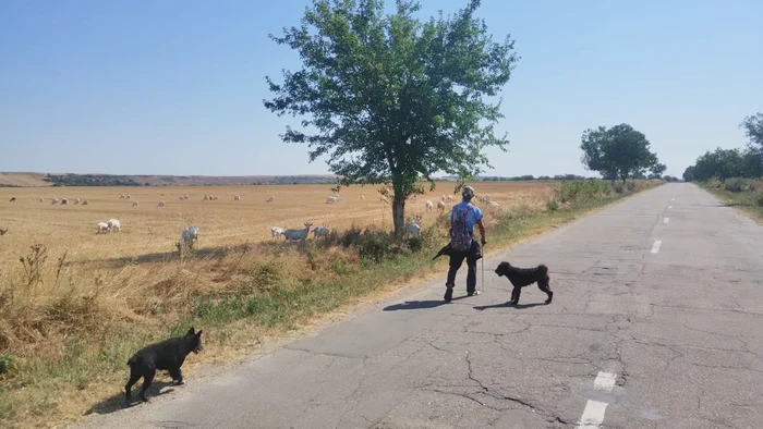 The shepherds take their animals more for a walk, the pastures being rushed by drought photo: Daj Dolj