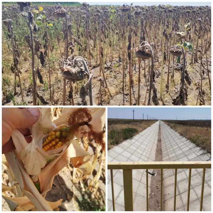 On the irrigation channels there is no more water: collage/daj dolj