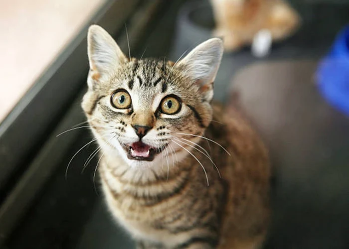 Cats bring prey to their masters. iStock photo