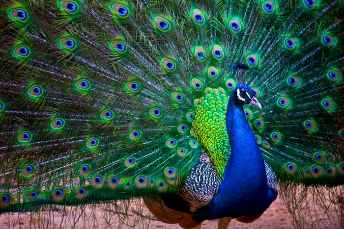 The discovery of research changes everything I knew about Păuni / Photo source: Intepti.ro