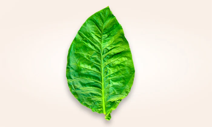PHOTO Nicotine JPG