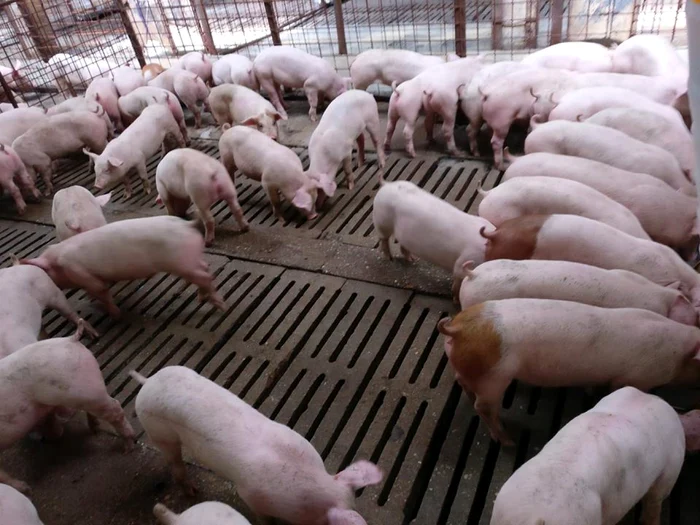 Pig farm