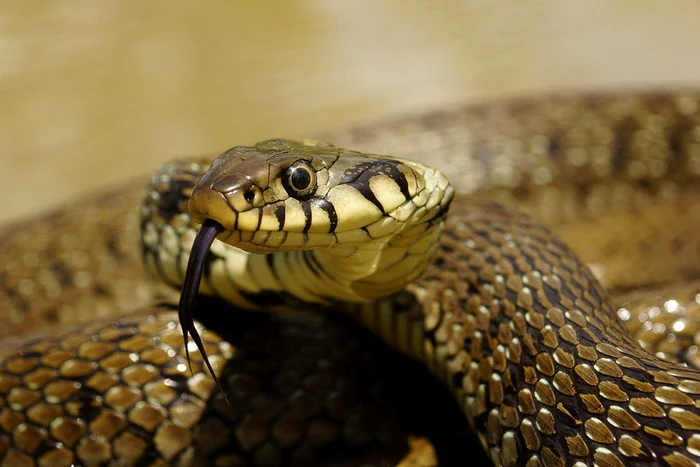 Homemade snake