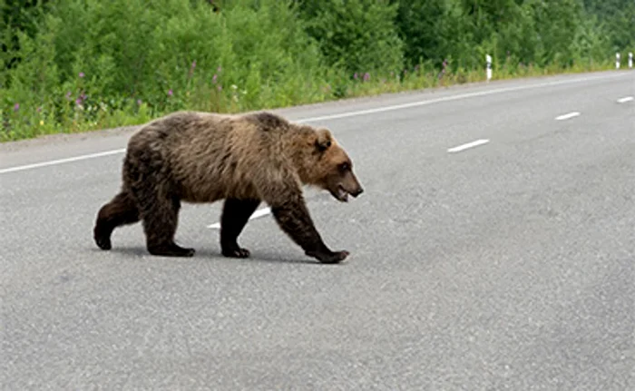 Bear on the street photo: Shutterstock