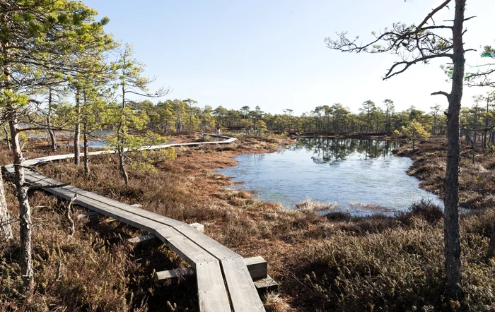 Swamp in Estonia Photo Shutterstock