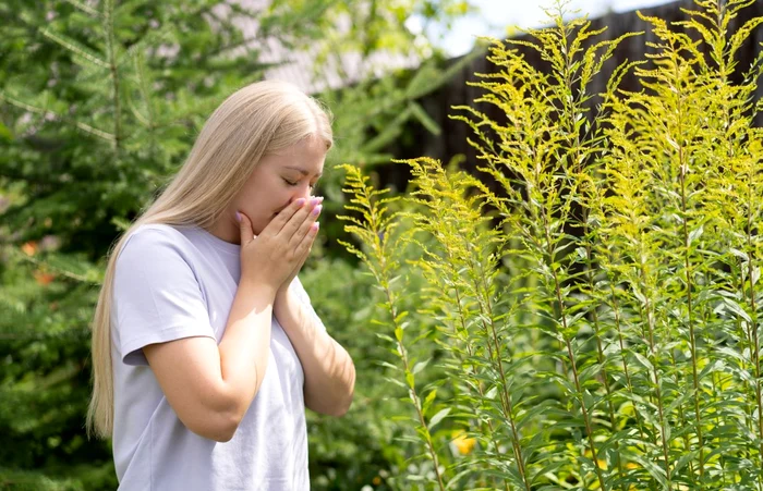 Ambrosia can cause allergies. Source: pixabay
