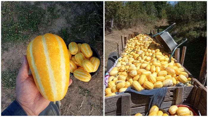 The watermelon has an average weight between 500 and 600 grams. Photo: Facebook/Ionuț Ursa