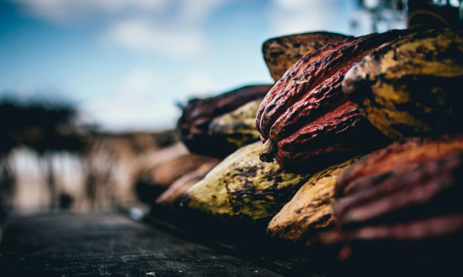 Cocoa smuggling blooms just like drug smuggling