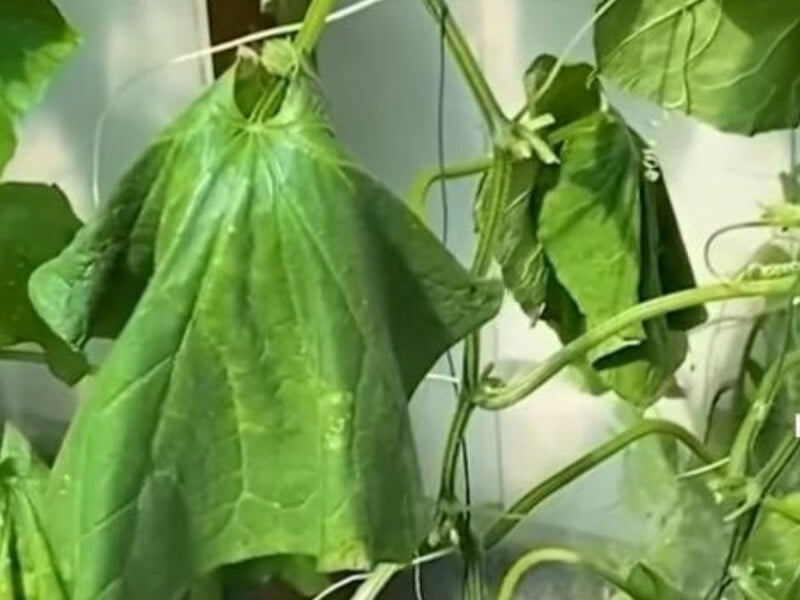 If the leaves of cucumbers have faded, be sure to do this so as not to lose the crop. Proven life hack