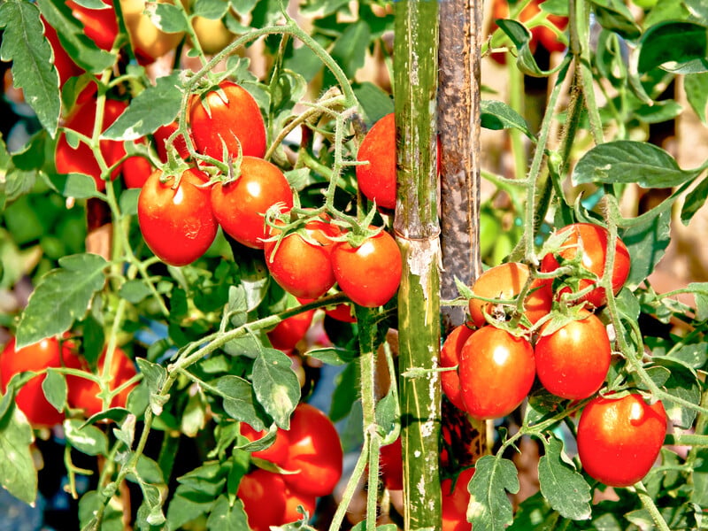 Be sure to do this in August with tomatoes - and they will ripen very quickly. Reliable advice