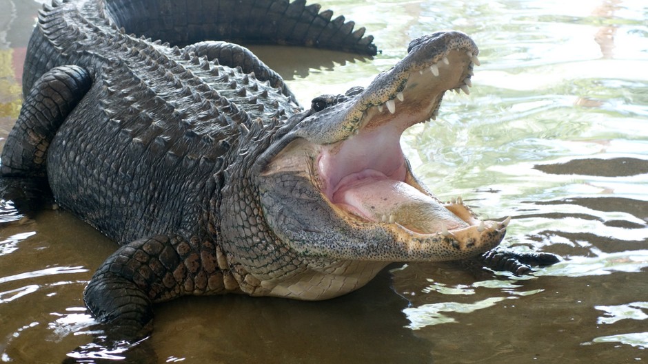 Aligator in Florida. Illustrative photo