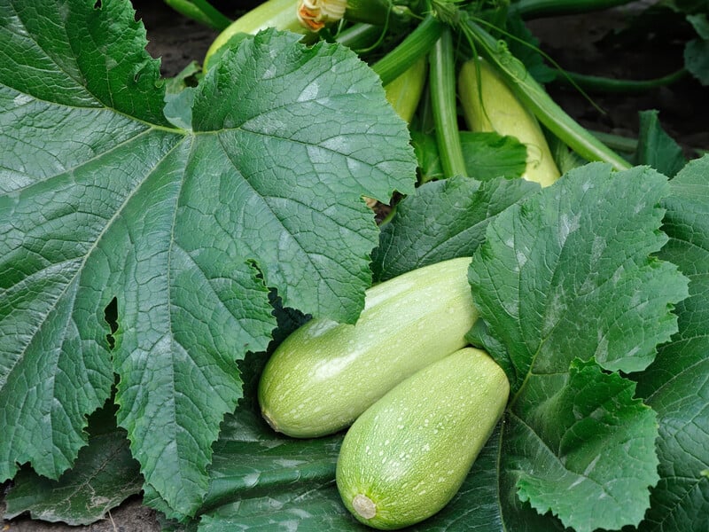 Pour the zucchini with this solution without chemistry to harvest before frost