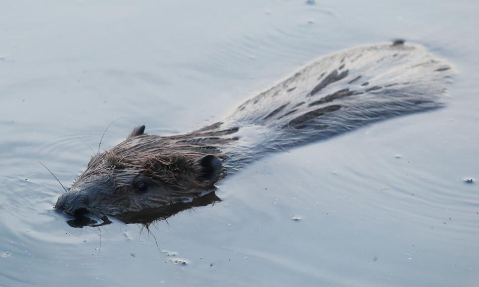 The Netherlands has a plan to fight with beavers. "It's about finding balance"