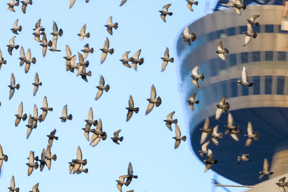 Pigeons in Berlin (illustrative photo)