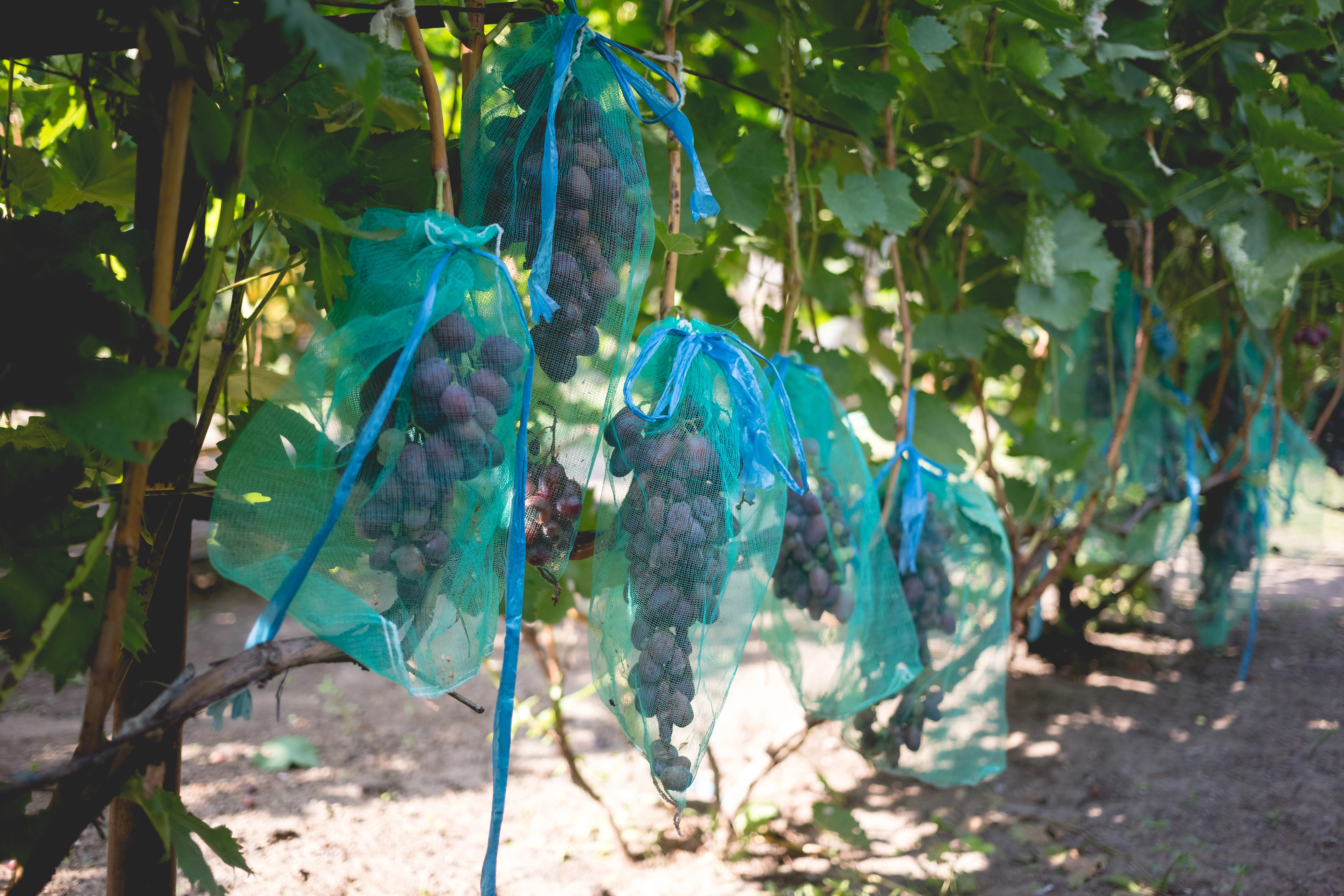 Use this advice - and the wasps will leave grapes alone. Working method without chemistry photo 1
