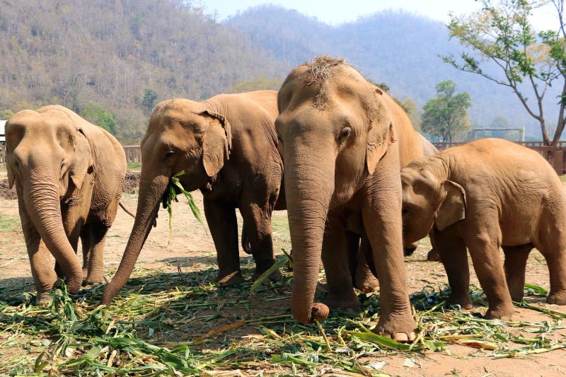 How is artificial intelligence used to save elephants who are in danger of being hit by the train