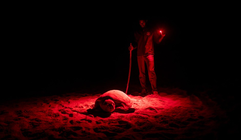 A volunteer who spotted the turtle on the beach