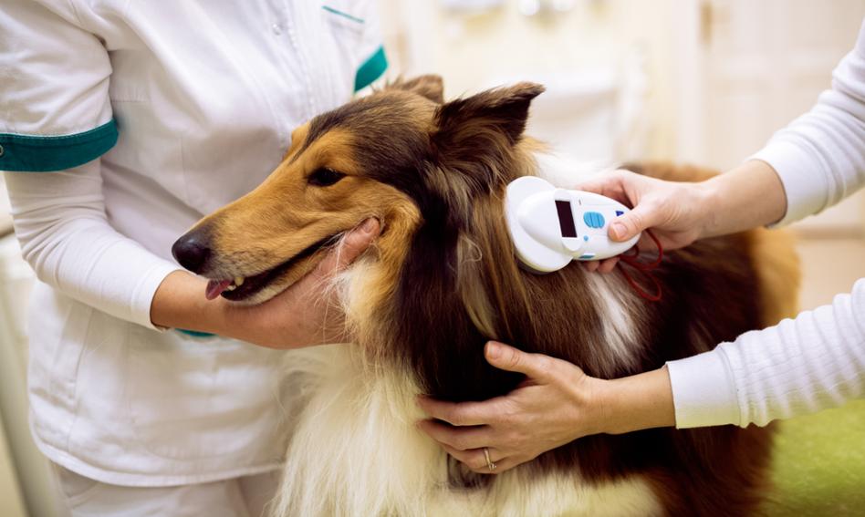The EU wants to introduce the obligation to chip quadrupeds. Is this a good step?