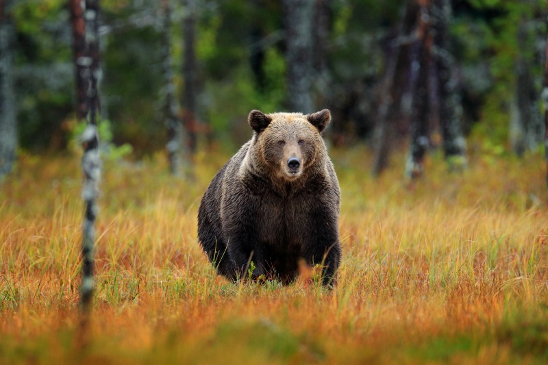 Motorcyclist bitten by bear when he was waiting in the column, on Transfagărășan