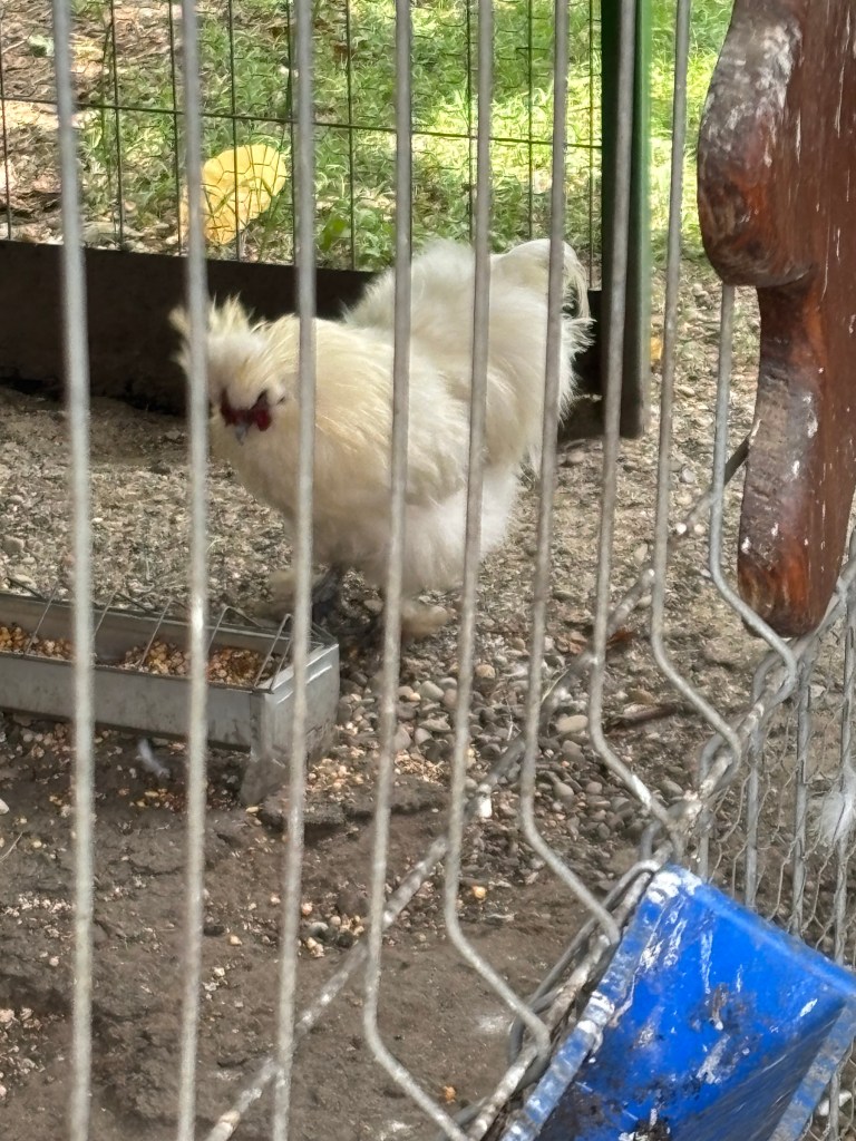 Zoo Ghigiu