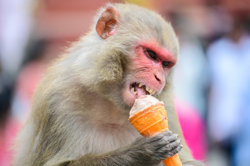 China researchers have created a computer that can think like a monkey. Combines thinking with vision, hearing and language