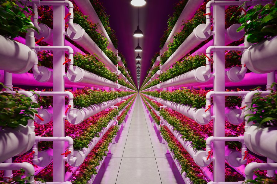 The hydroponic vertical farm uses the maximum surface