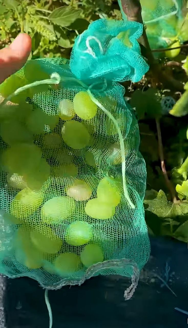Be sure to do this in August - and the grapes of grapes will grow large. Reliable photo 1