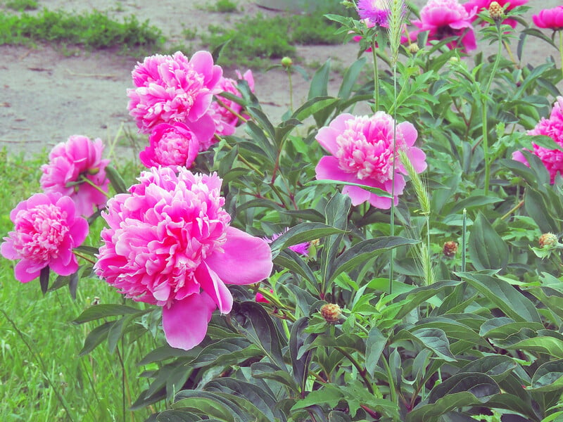 Do this in September - and peonies in the new season will delight with magnificent flowering. The main thing is not to pull until spring