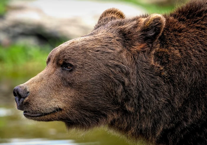 brown bear